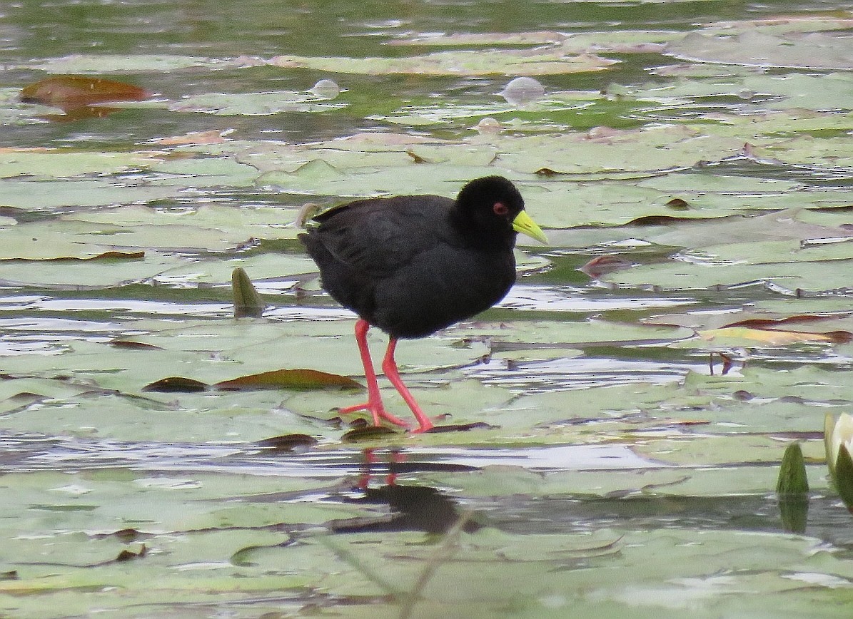 Black Crake - ML133953221