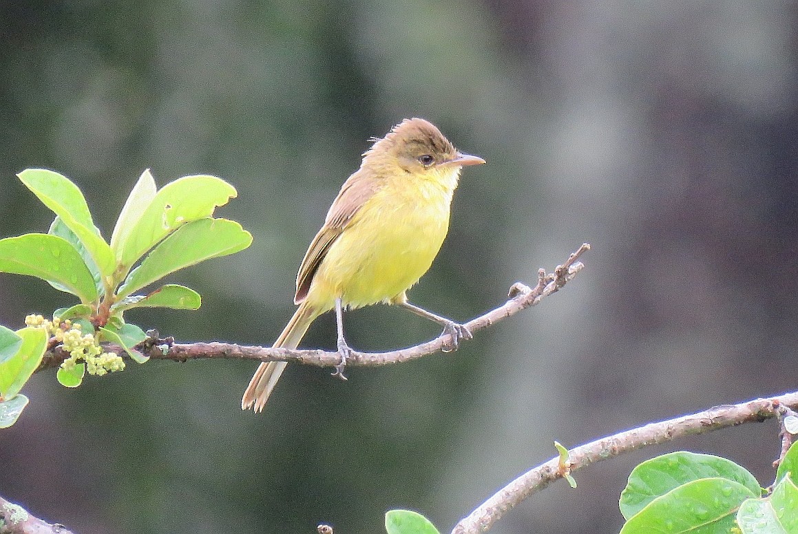 African Yellow-Warbler - ML133953481