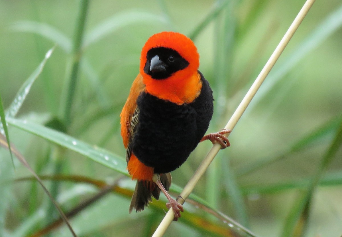Southern Red Bishop - ML133953631
