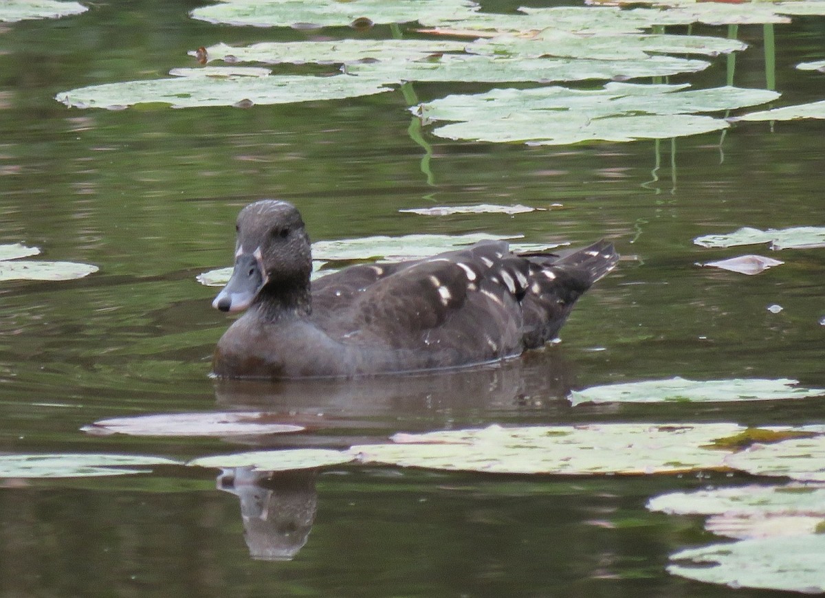 African Black Duck - ML133954011