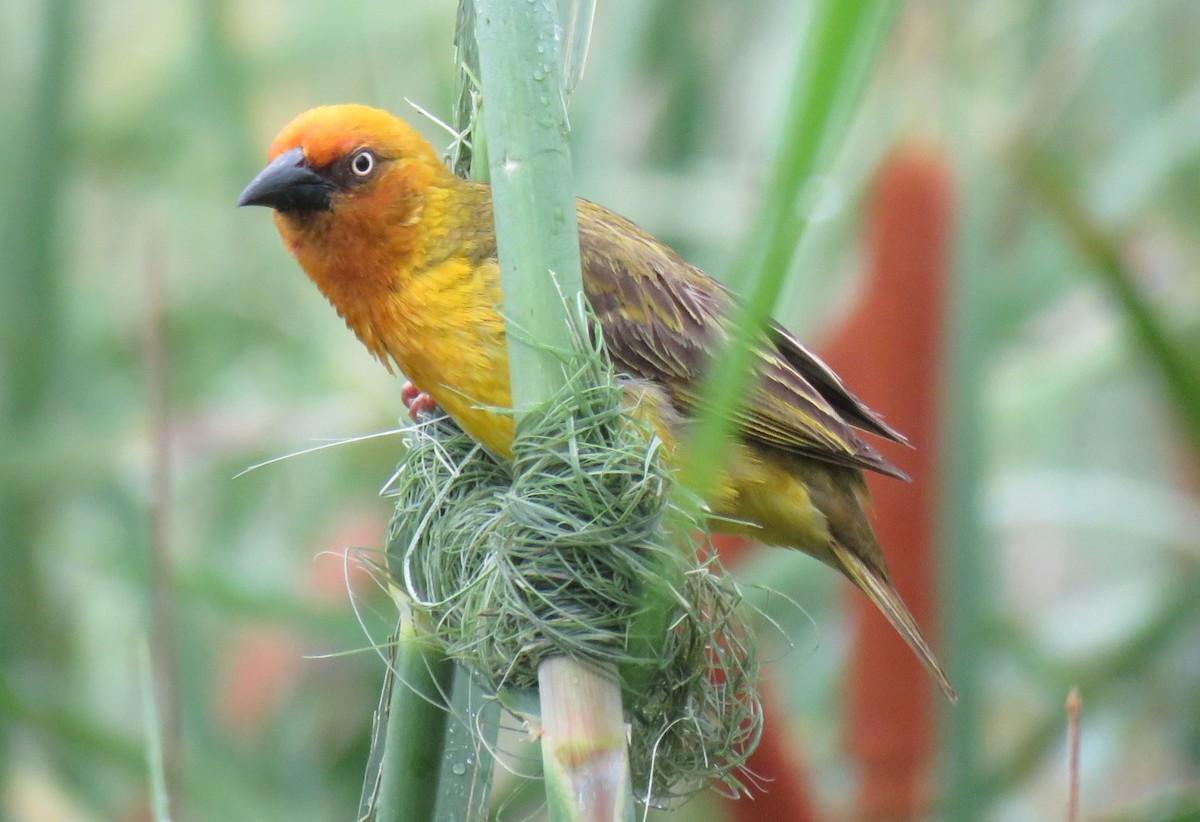 Cape Weaver - ML133954111