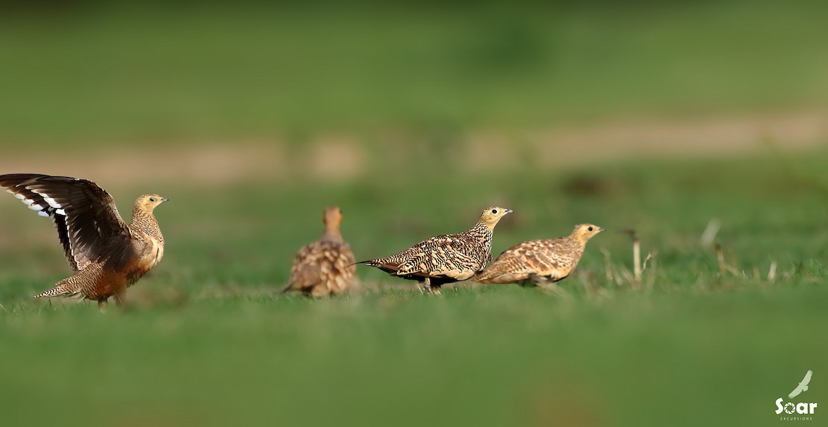 Chestnut-bellied Sandgrouse - ML133954391