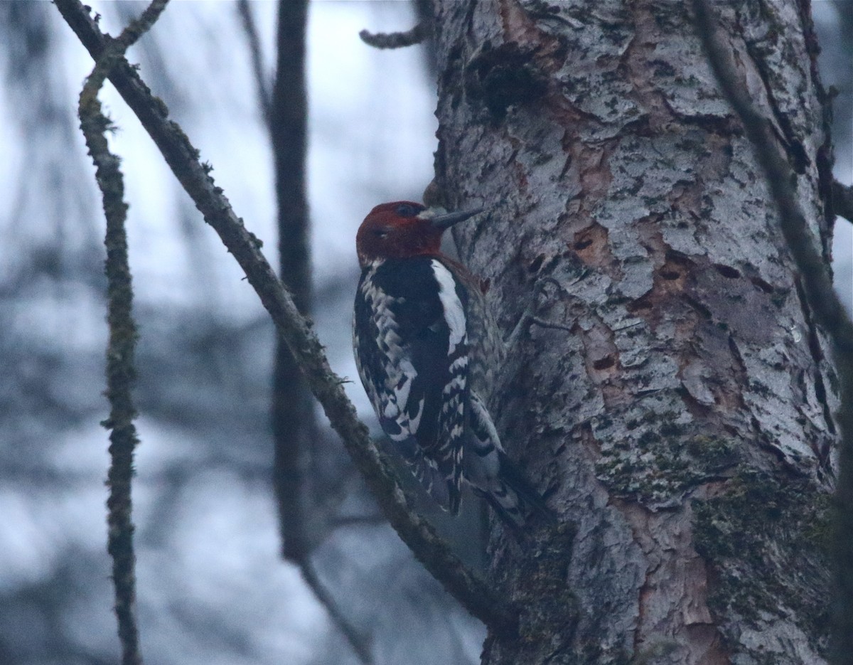 Red-breasted Sapsucker - Pair of Wing-Nuts