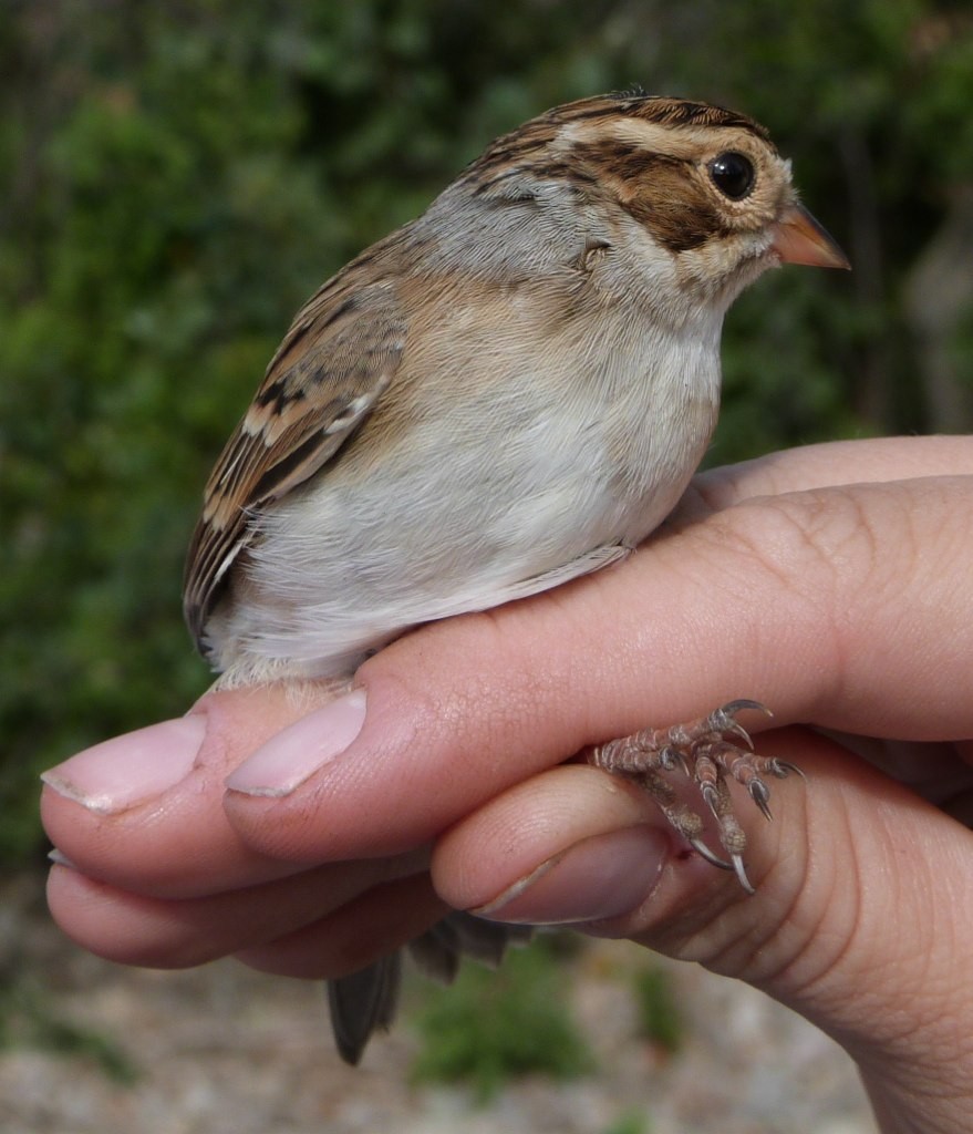 Clay-colored Sparrow - ML133955981