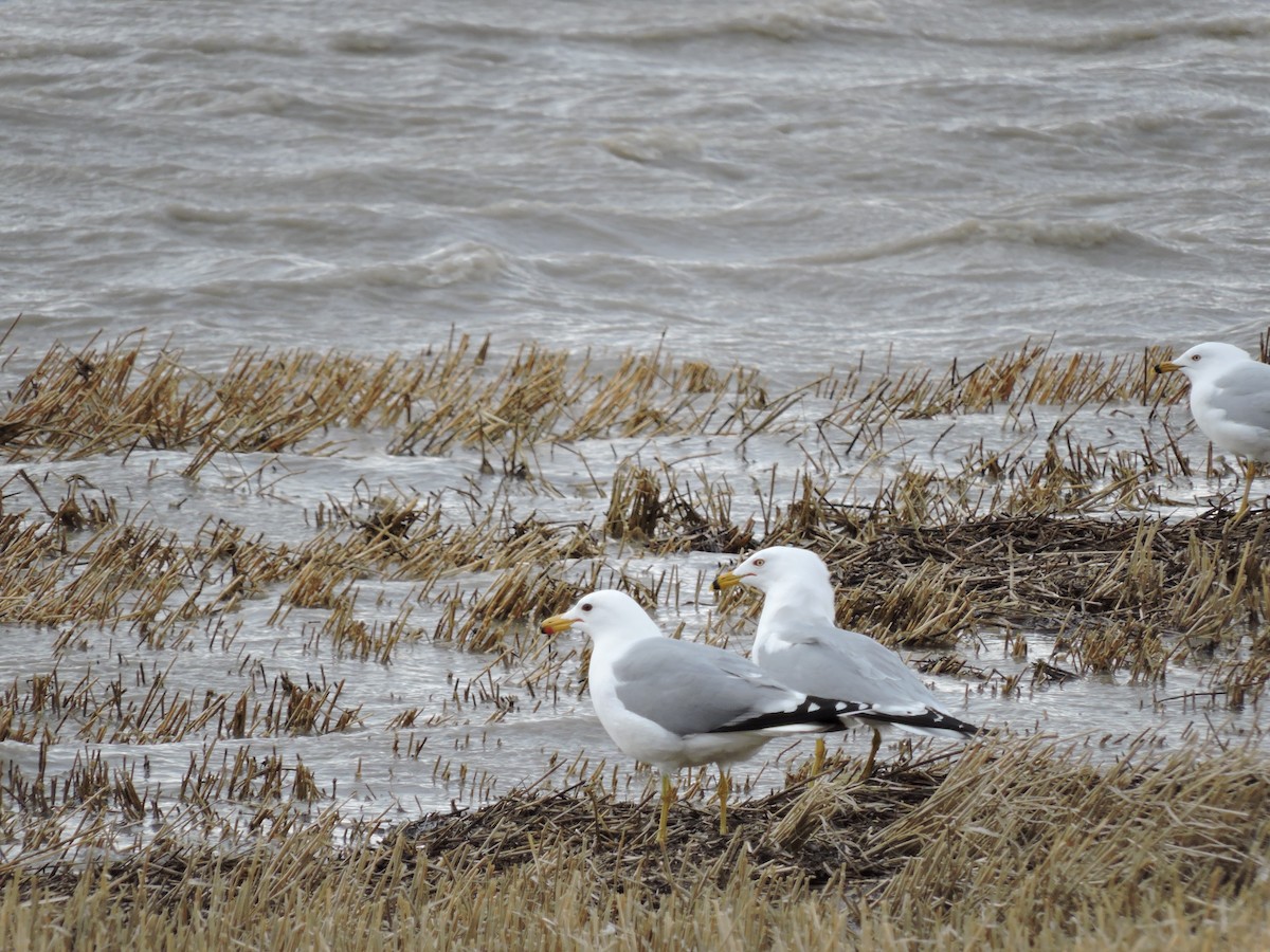 Ring-billed Gull - ML133956441