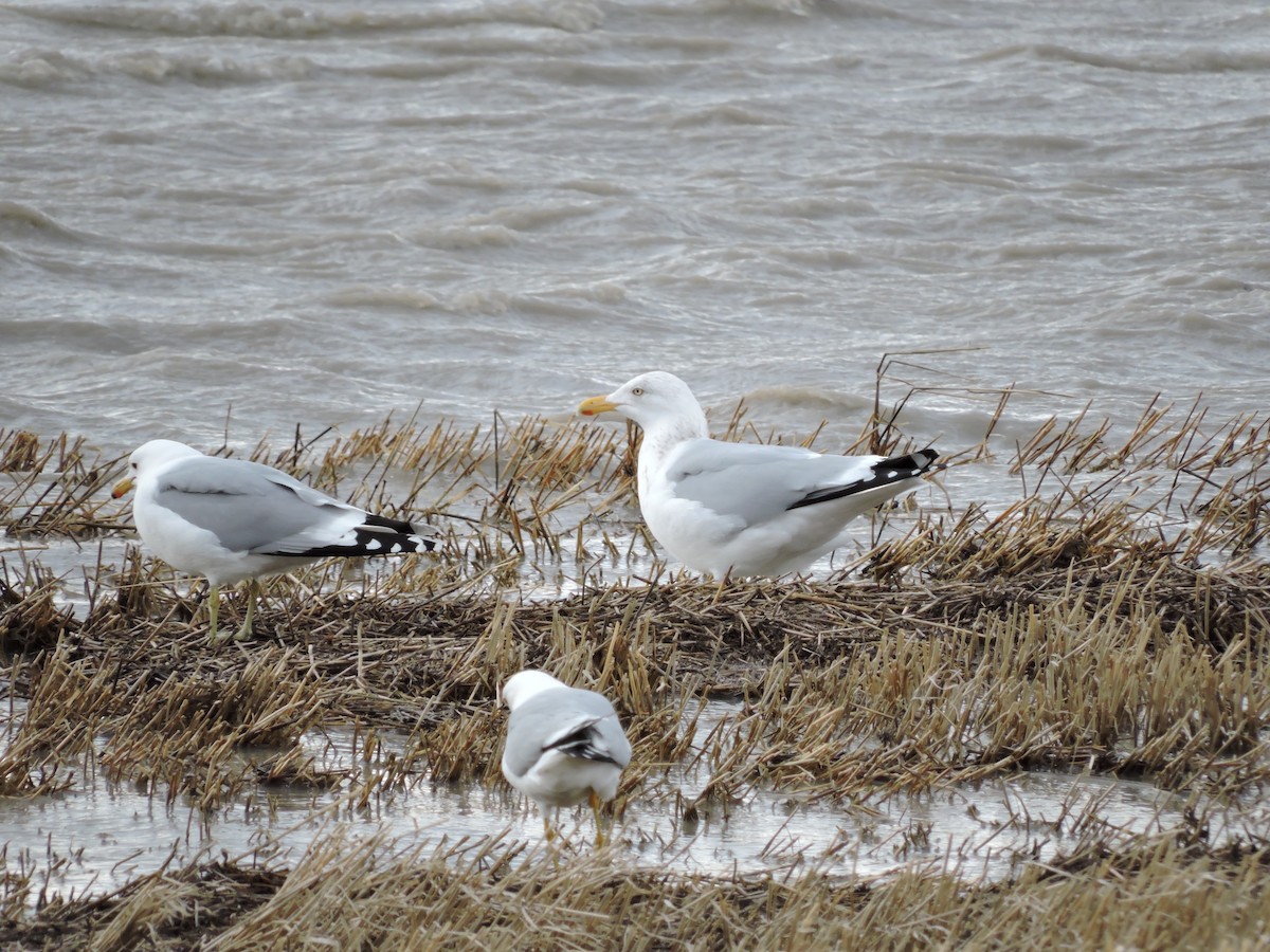 Gaviota Californiana - ML133956481