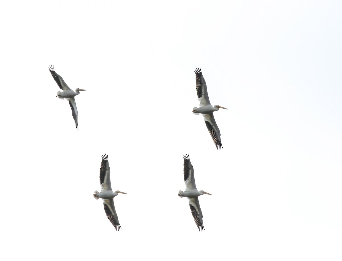 American White Pelican - ML133958971