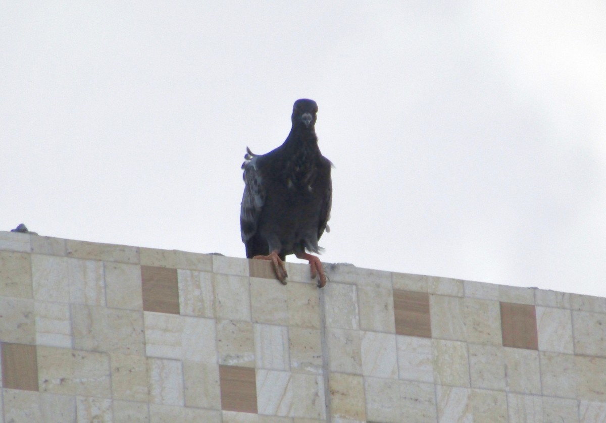 יונת בית - ML133959121