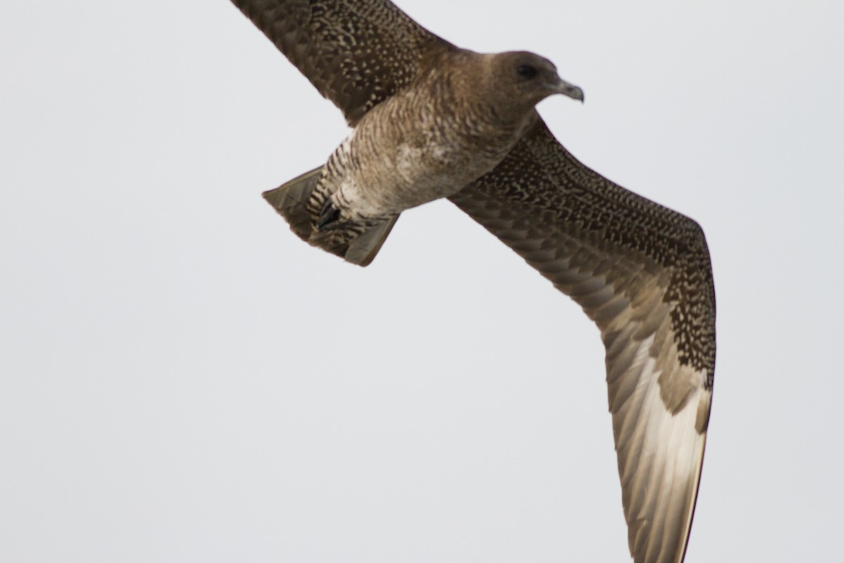 Pomarine Jaeger - Samuel Paul Galick