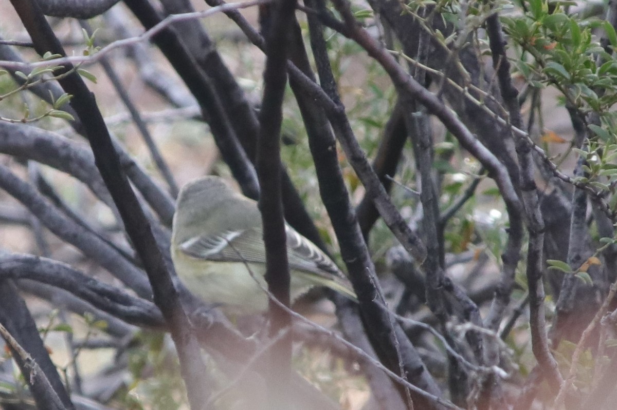 Hutton's Vireo - Carol Beardmore