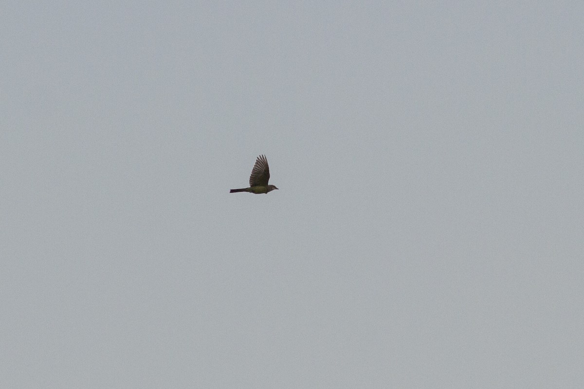 Western Kingbird - ML133962381