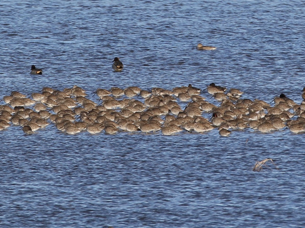 Long-billed Dowitcher - ML133963311