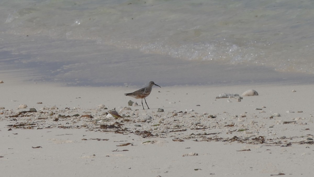 tundrasnipe - ML133966351