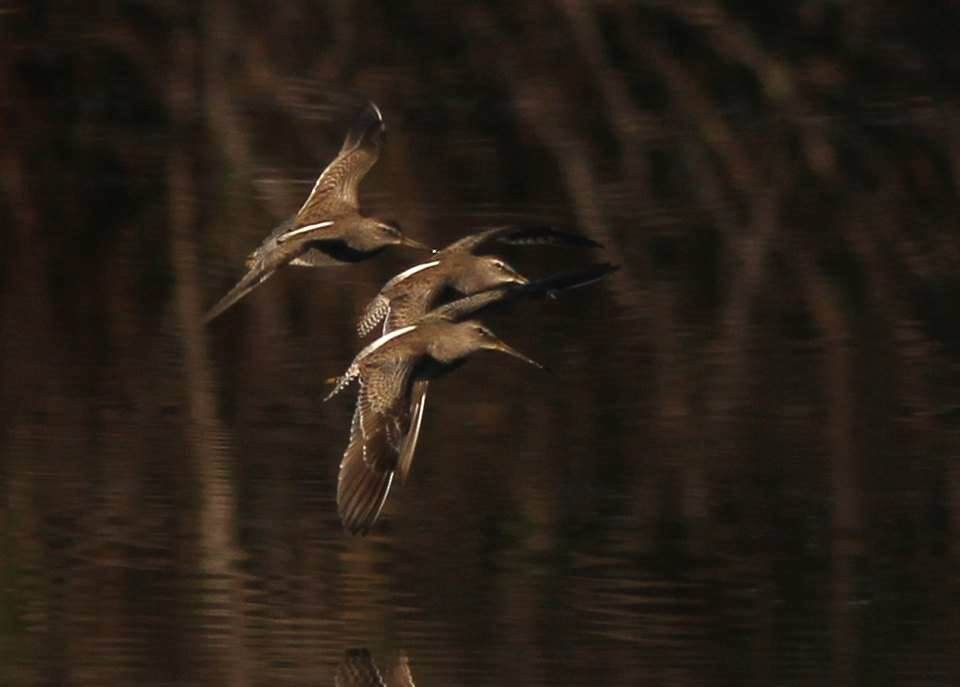 Tundraschlammläufer - ML133968391