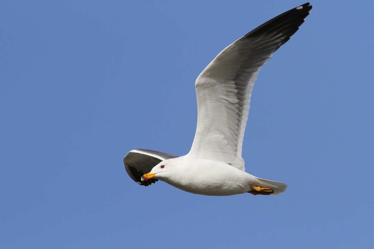 Armenian Gull - Christoph Moning