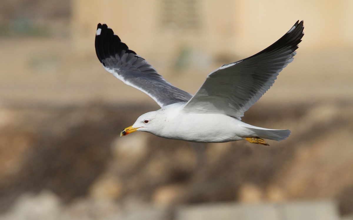 Armenian Gull - ML133968551