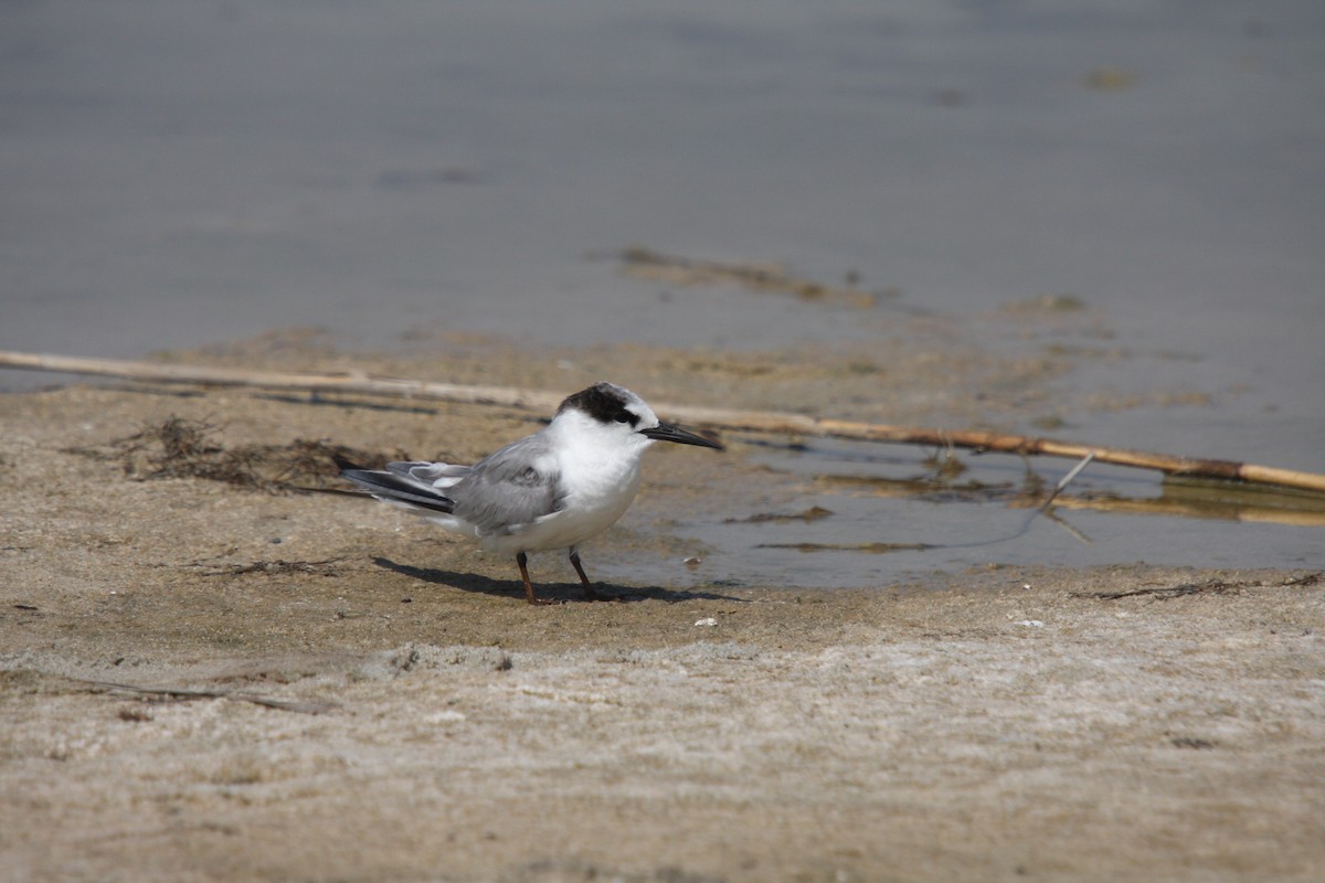 Little Tern - Christoph Moning