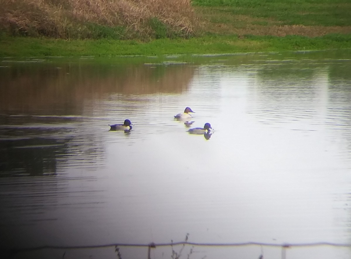 Ring-necked Duck - ML133969691