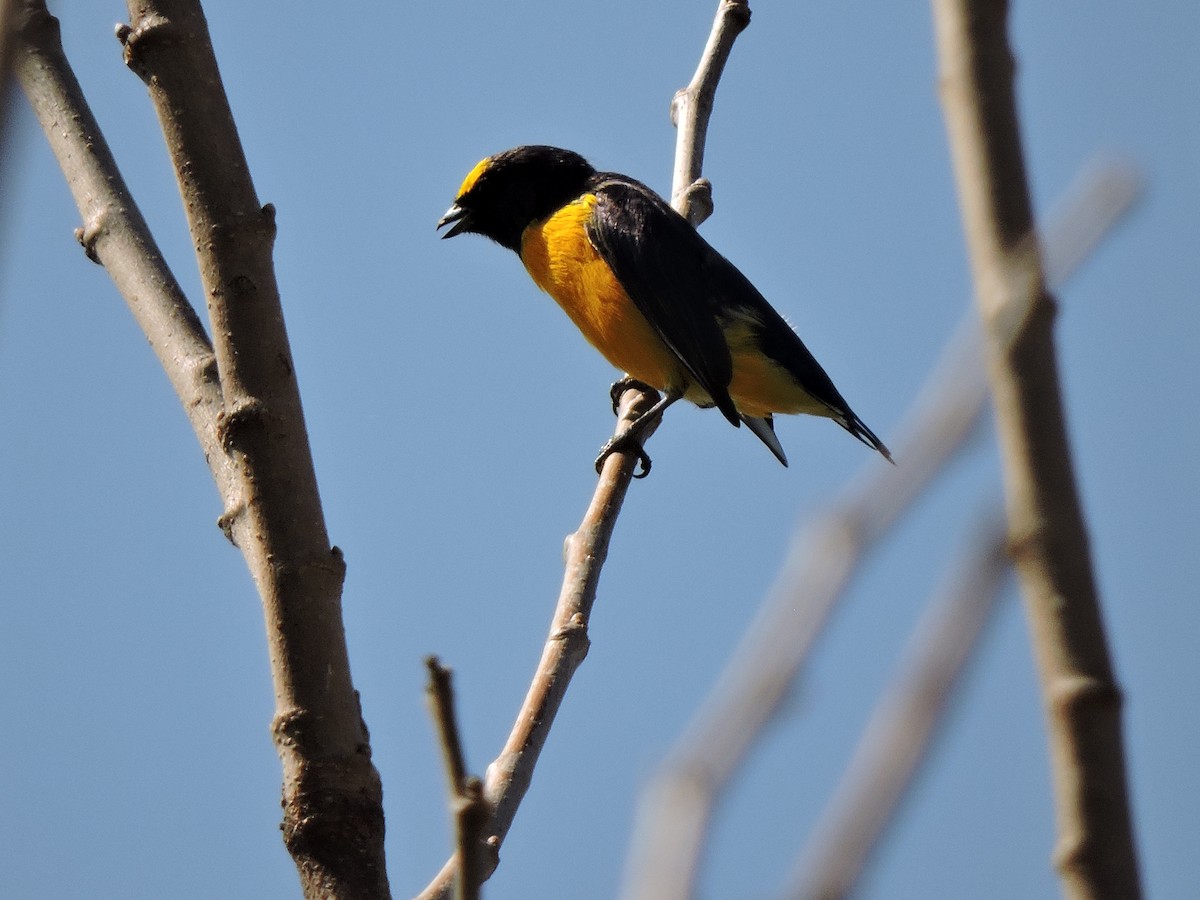 Purple-throated Euphonia - ML133974441