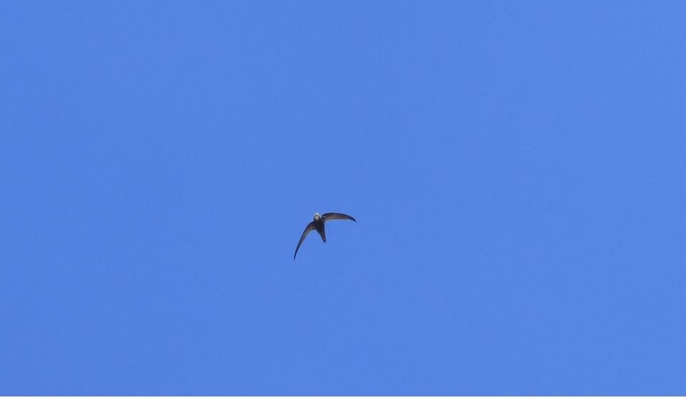 Pallid Swift - Lars Gonçalves