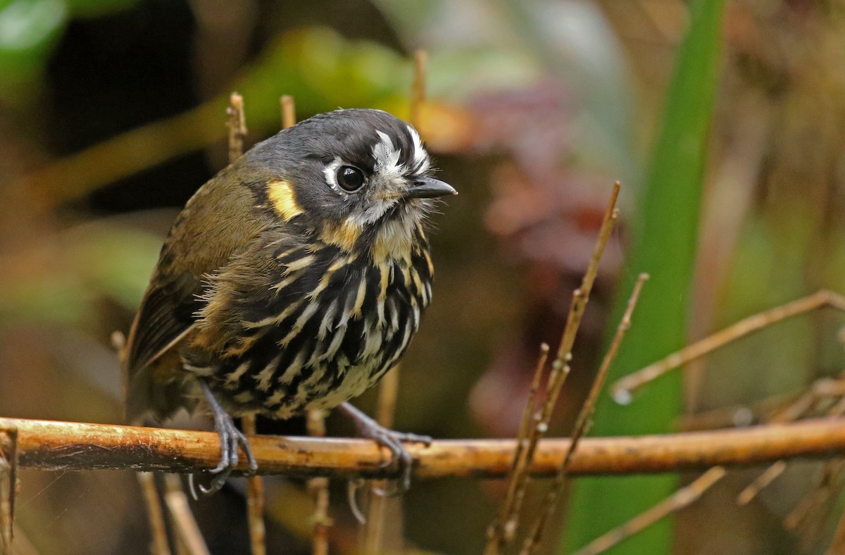 Crescent-faced Antpitta - Luke Seitz