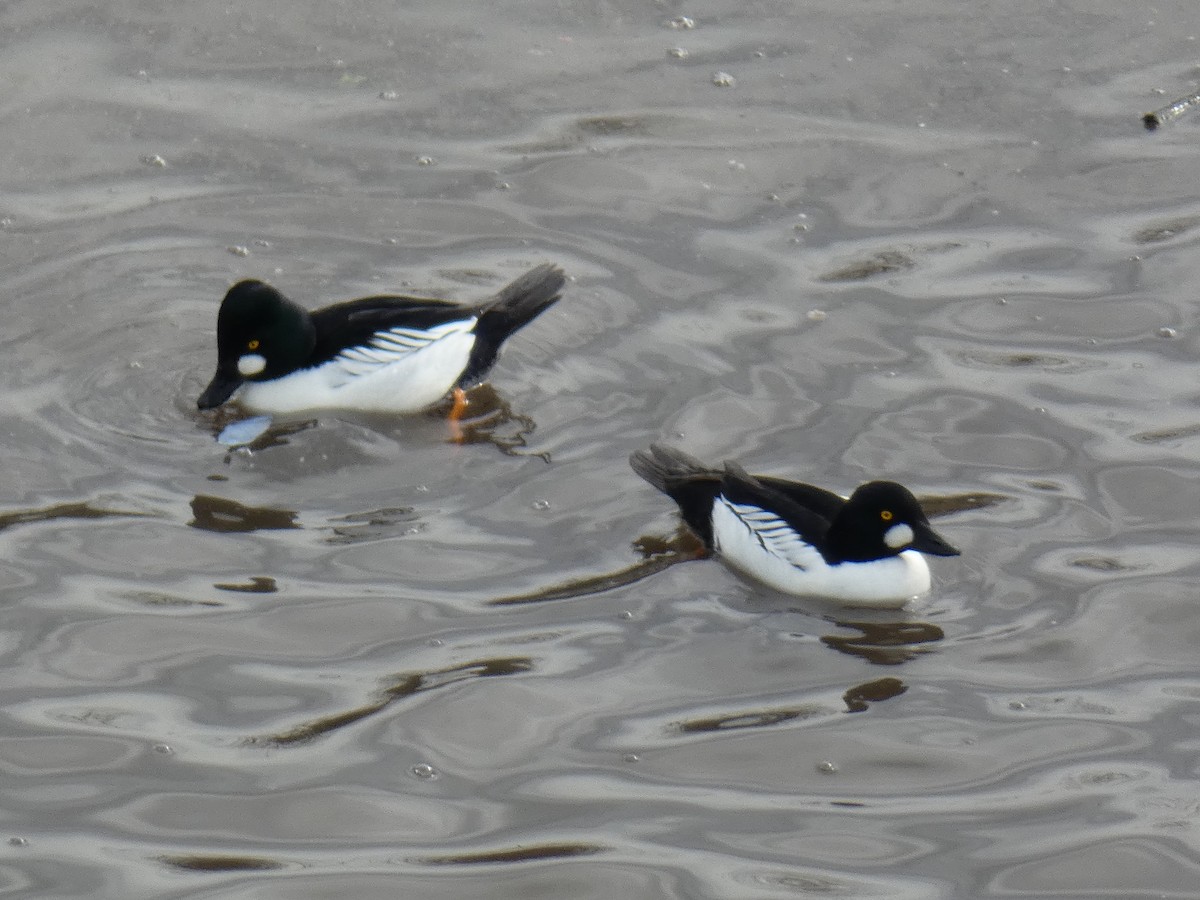 Common Goldeneye - ML133977551