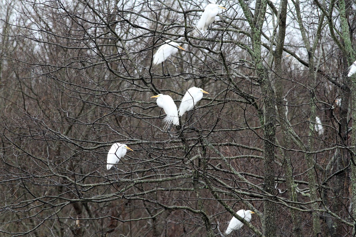 Great Egret - ML133979211