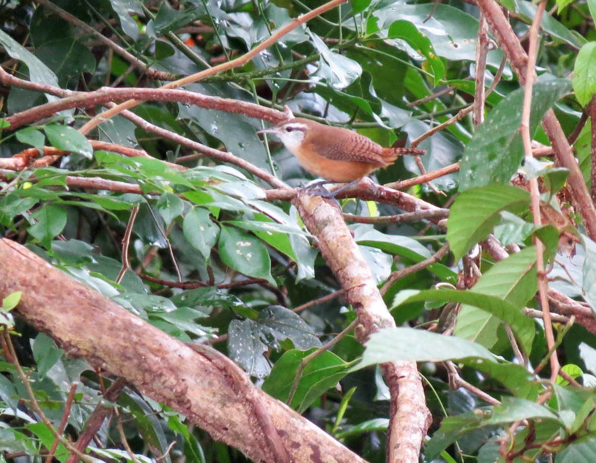 Buff-breasted Wren - ML133979461