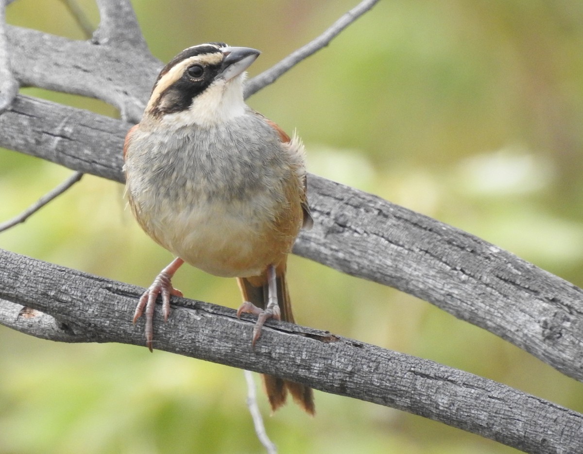 Stripe-headed Sparrow - ML133979811