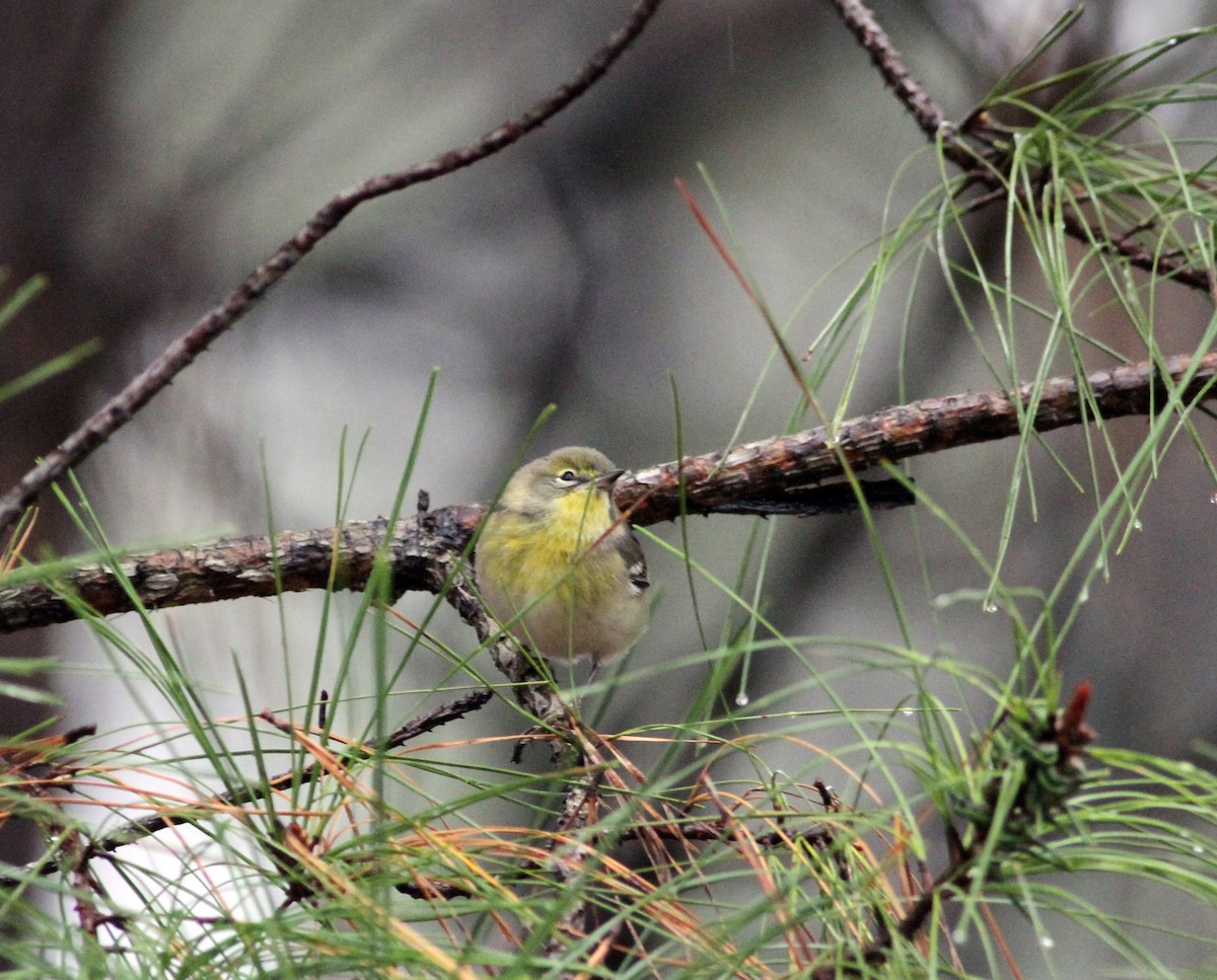 Pine Warbler - ML133980371