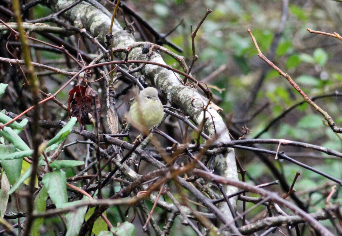 Orange-crowned Warbler - ML133980451