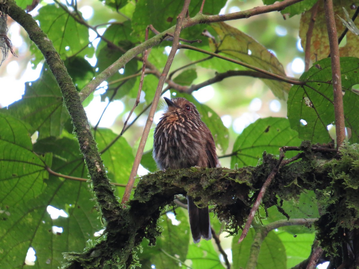 Black-streaked Puffbird - ML133980861