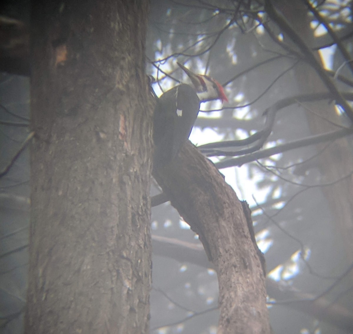 Pileated Woodpecker - ML133981251