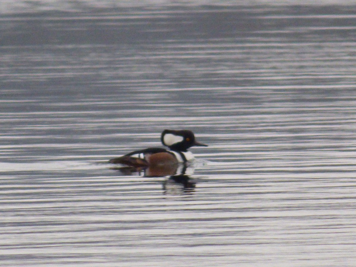 Hooded Merganser - ML133986371