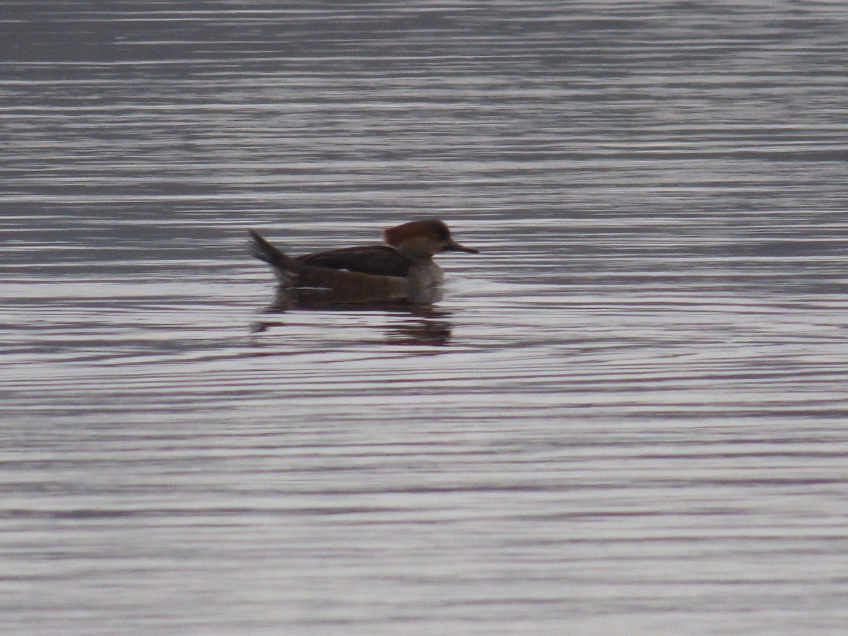 Hooded Merganser - ML133986381