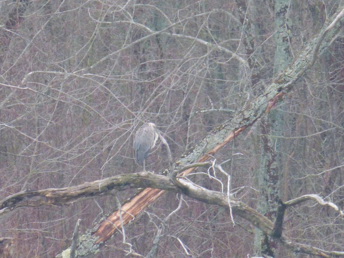 Great Blue Heron - ML133986431