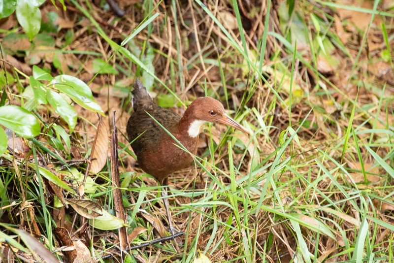 White-throated Rail - ML133986941