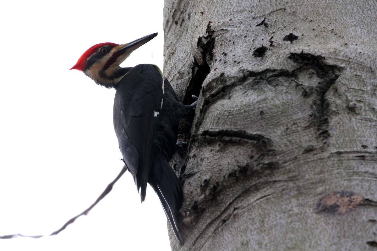 Pileated Woodpecker - Kevin McGowan