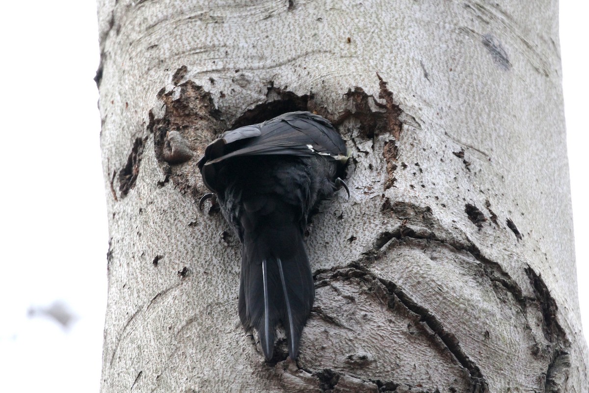 Pileated Woodpecker - ML133987141