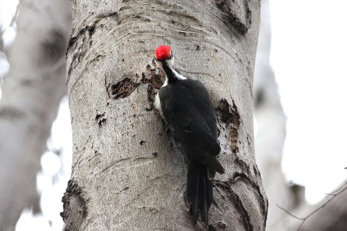 Pileated Woodpecker - Kevin McGowan