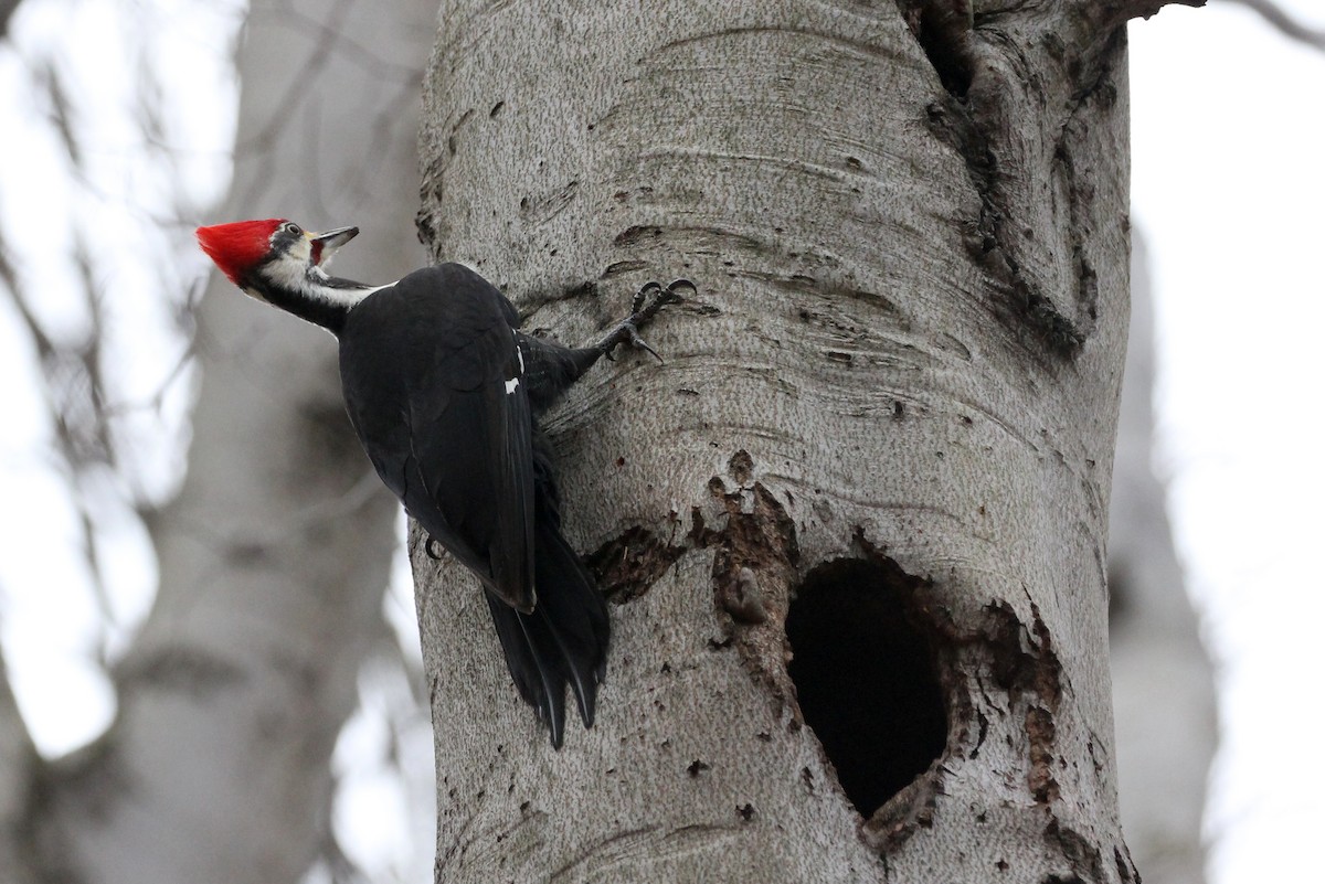 Pileated Woodpecker - ML133987561