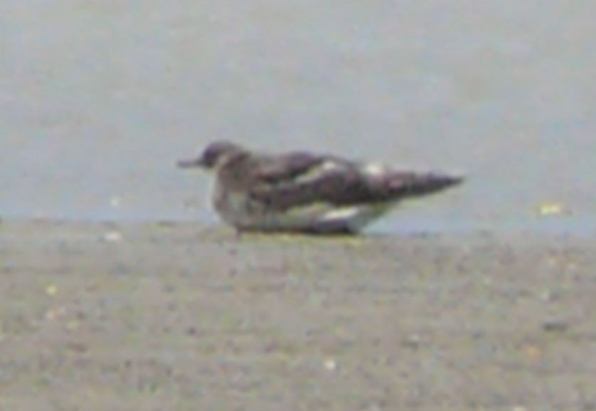 Pomarine Jaeger - ML133987941