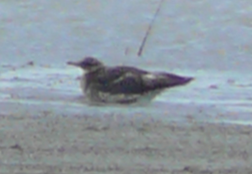 Pomarine Jaeger - ML133987951