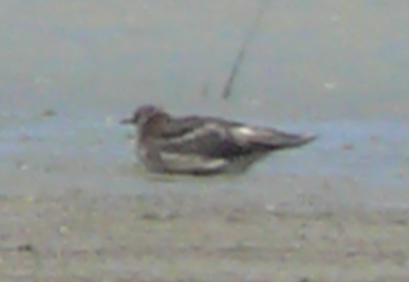 Pomarine Jaeger - ML133987961