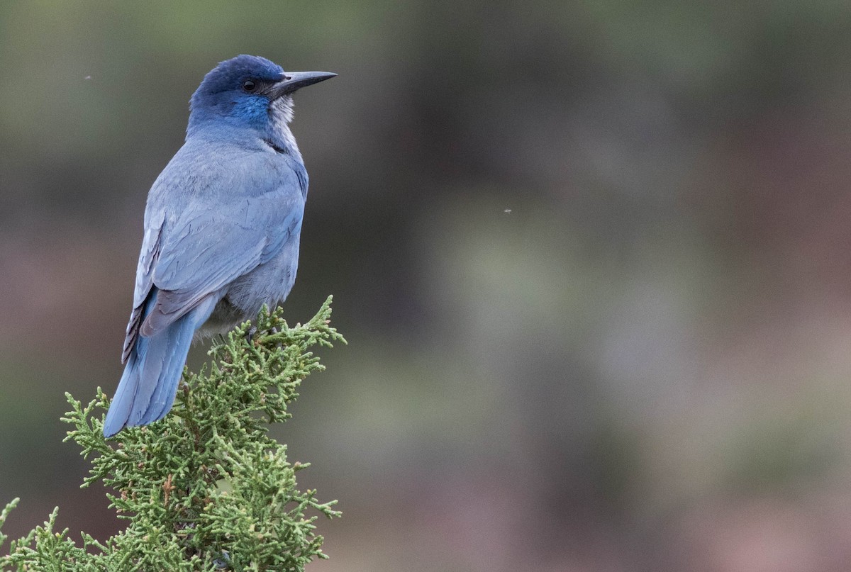 Pinyon Jay - Joachim Bertrands | Ornis Birding Expeditions