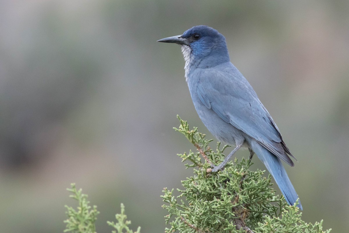 Pinyon Jay - ML133988431