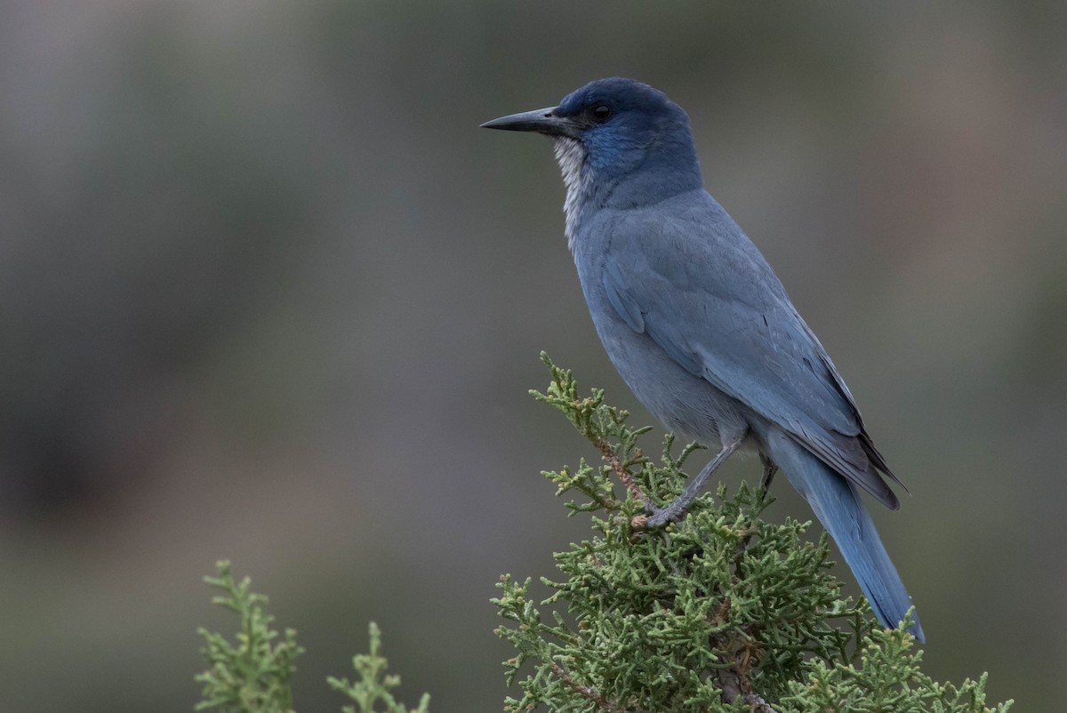 Pinyon Jay - ML133988441