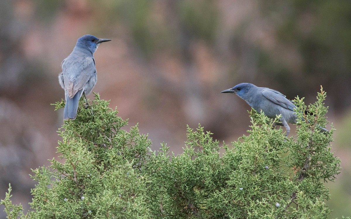 Pinyon Jay - ML133988451