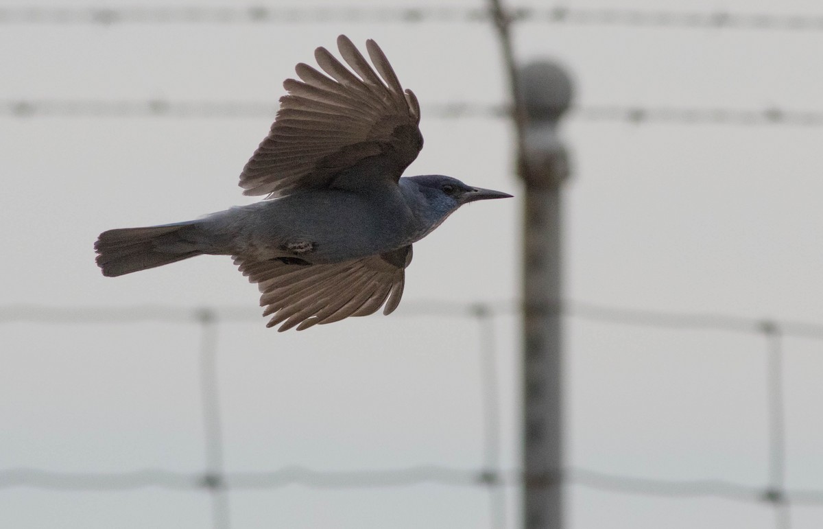 Pinyon Jay - Joachim Bertrands