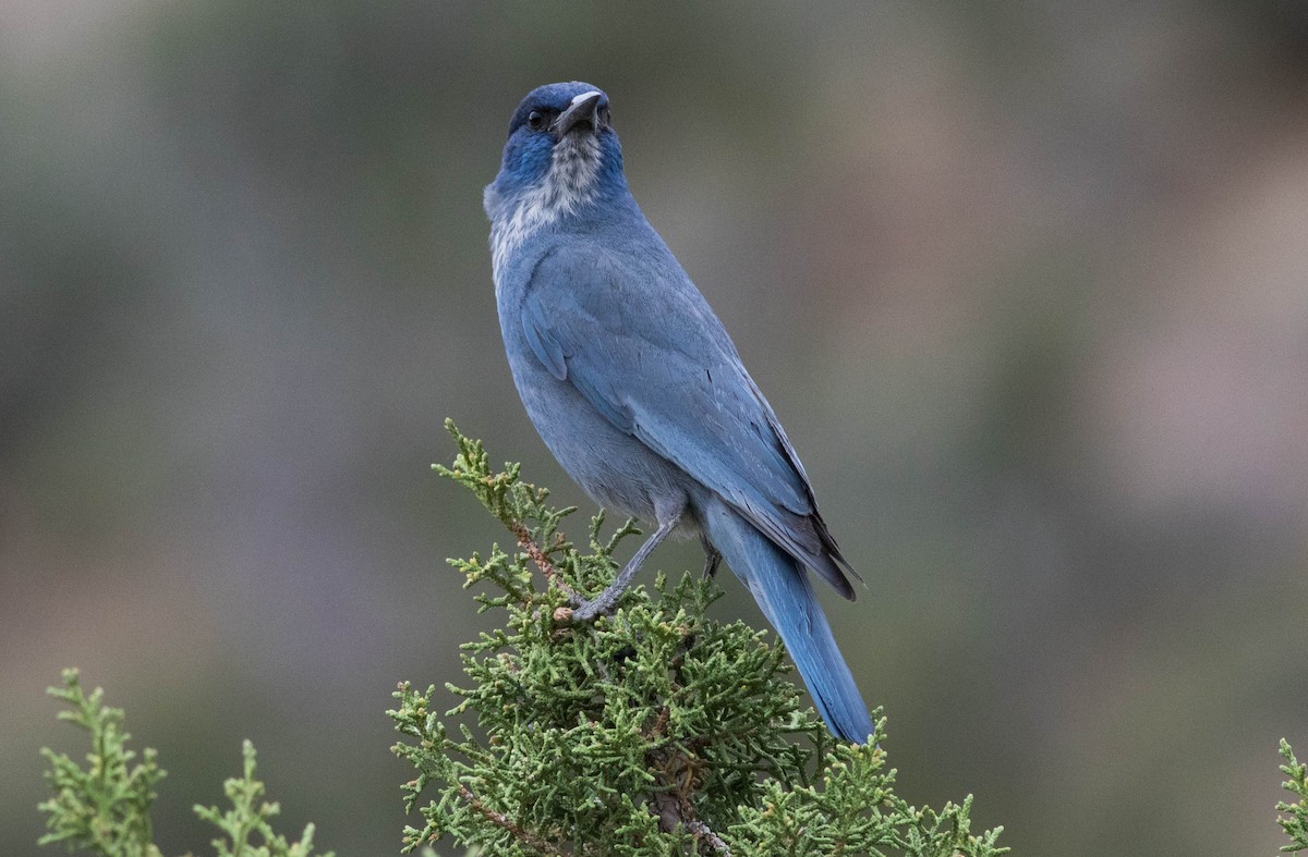 Pinyon Jay - ML133988471